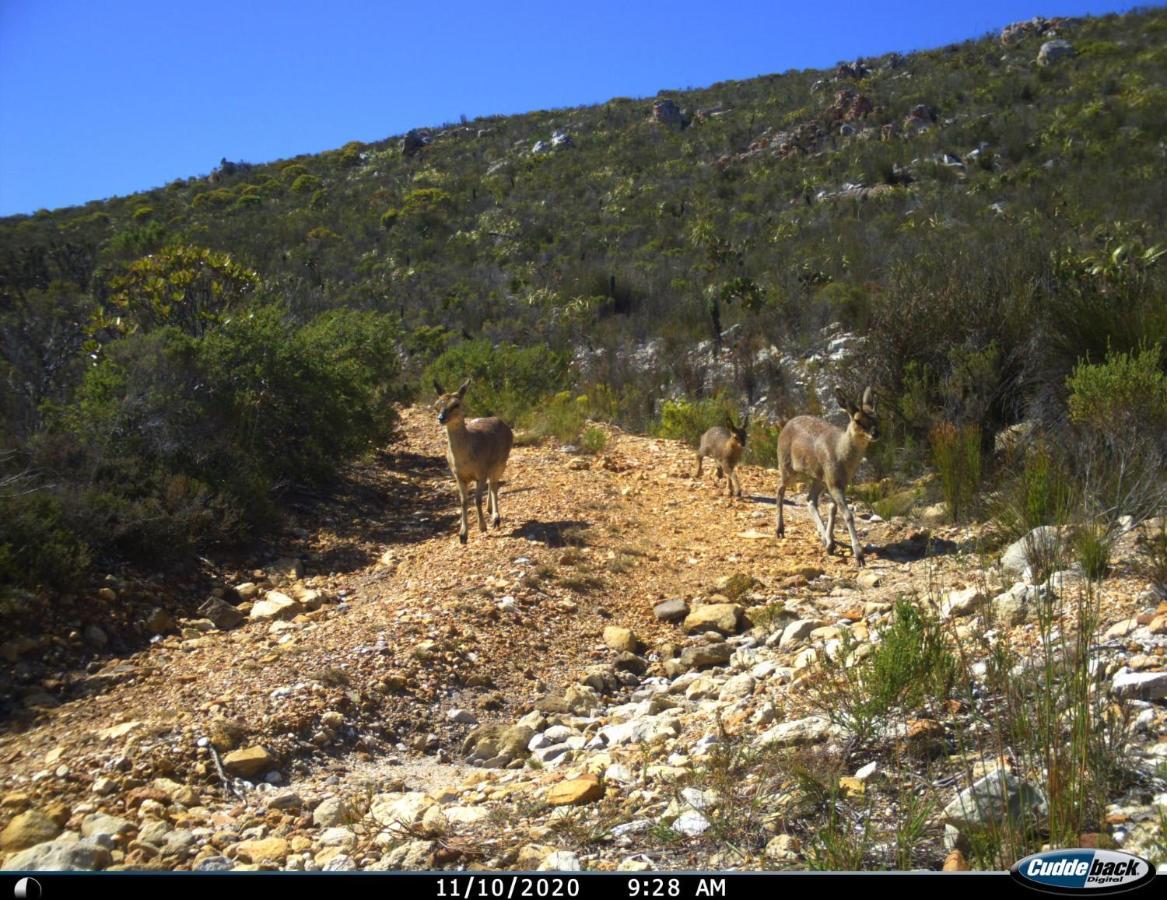 Farm 215 Private Nature Reserve Uilenkraal Dış mekan fotoğraf