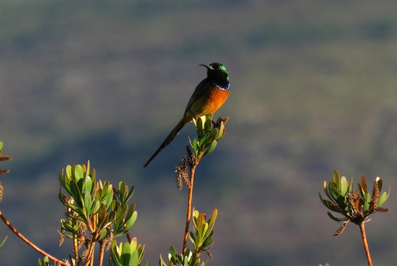 Farm 215 Private Nature Reserve Uilenkraal Dış mekan fotoğraf